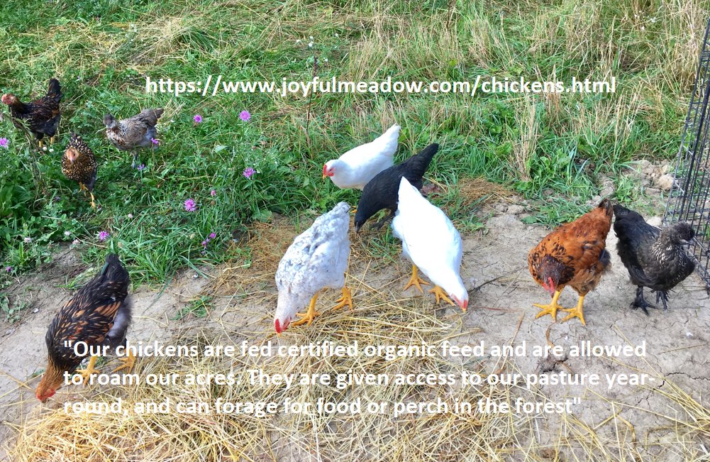 Most chickens unfortunately in July 2023 do not get to live as blessed lives as these chickens from Joyful Meadow. Did you know chickens are descendants from dinosaurs? #ontag #ontarioagriculture #ontariochickenfarmers #ontariochicken #cdnag #chickenfarmersofontario