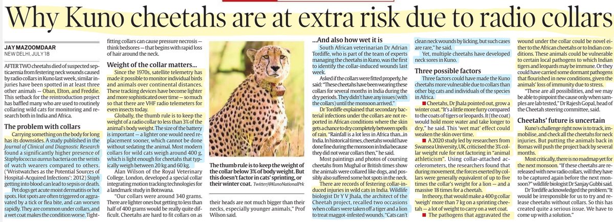 'Why Kuno Cheetahs are at extra risk due to Radio Collars?'
: Explained

#Kunonationalpark #Cheetah
#ProjectCheetah #relocation #SouthAfrica #Namibia 
#Bomas 
#RadioCollar #Infection #WetMat #immunity #monsoon #Cheetahs #death 

#UPSC 

Source: IE