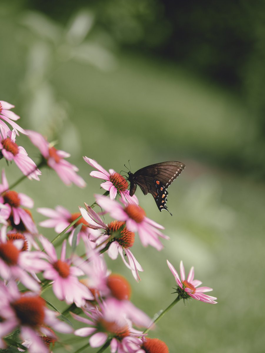 Aaron Burden tweet media