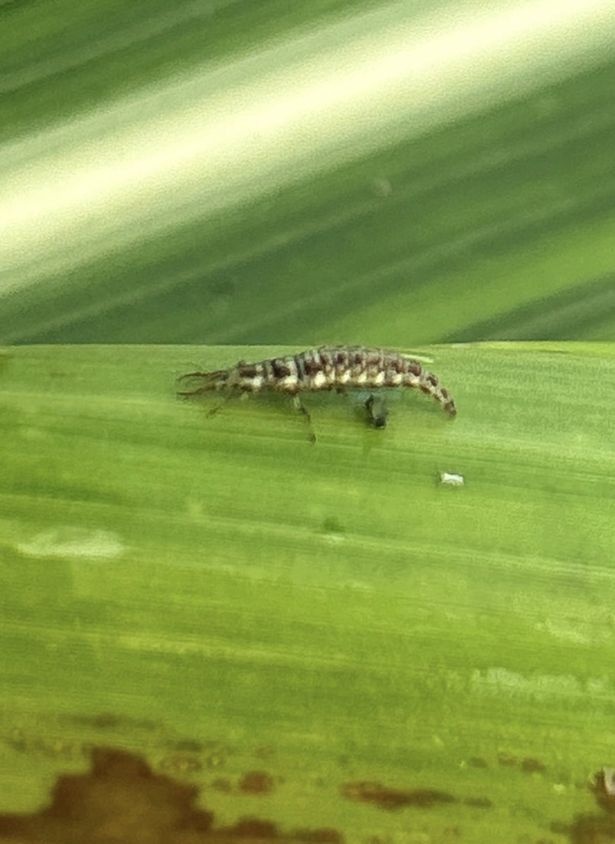 All the good guys were out helping with #BiologicalControl of corn leaf aphids in popcorn today: minute pirate bug, convergent lady beetle, and green lacewing larva ❤️