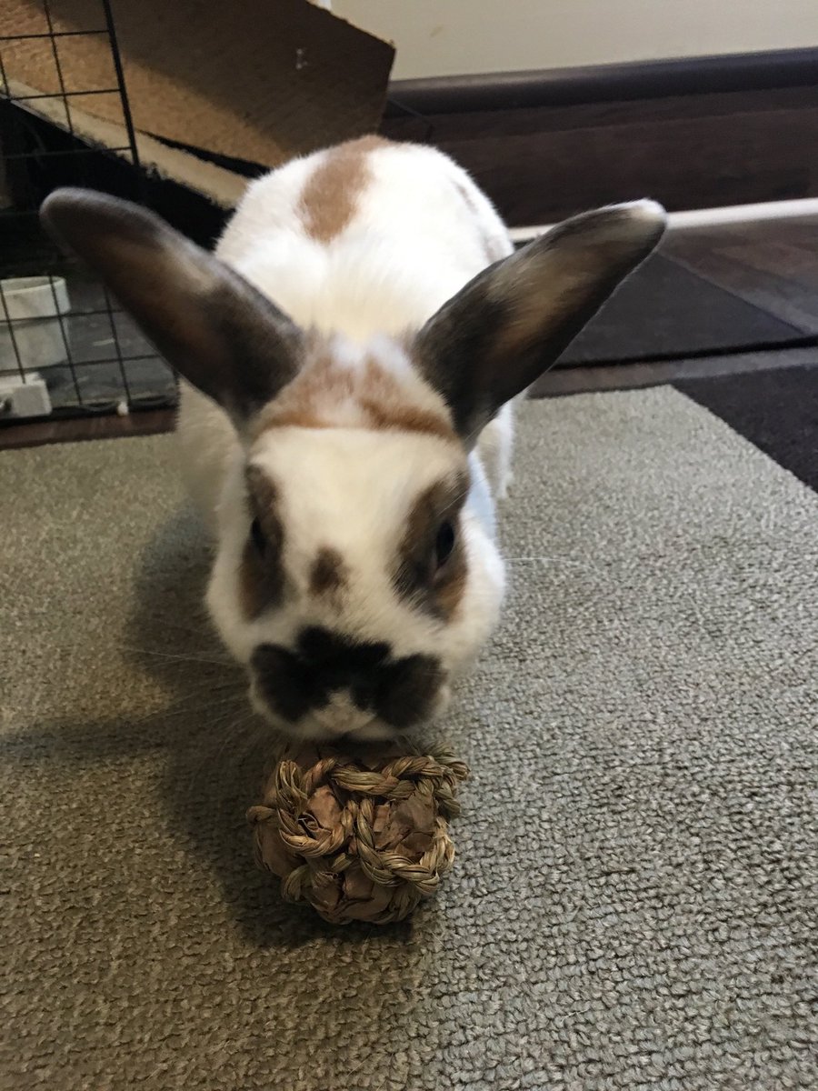 MopGarden tweet media