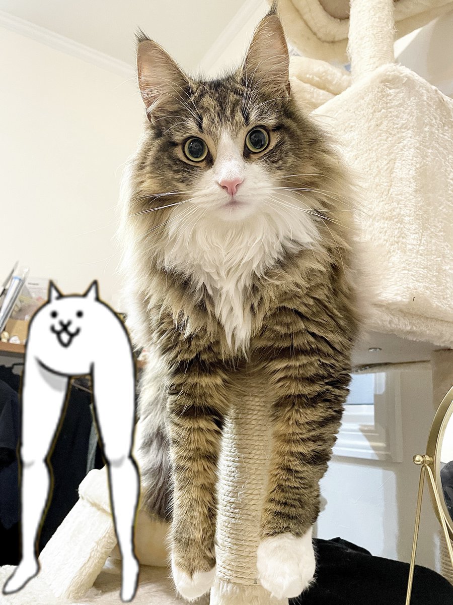 しろあん🐾でっかい北欧猫 tweet media