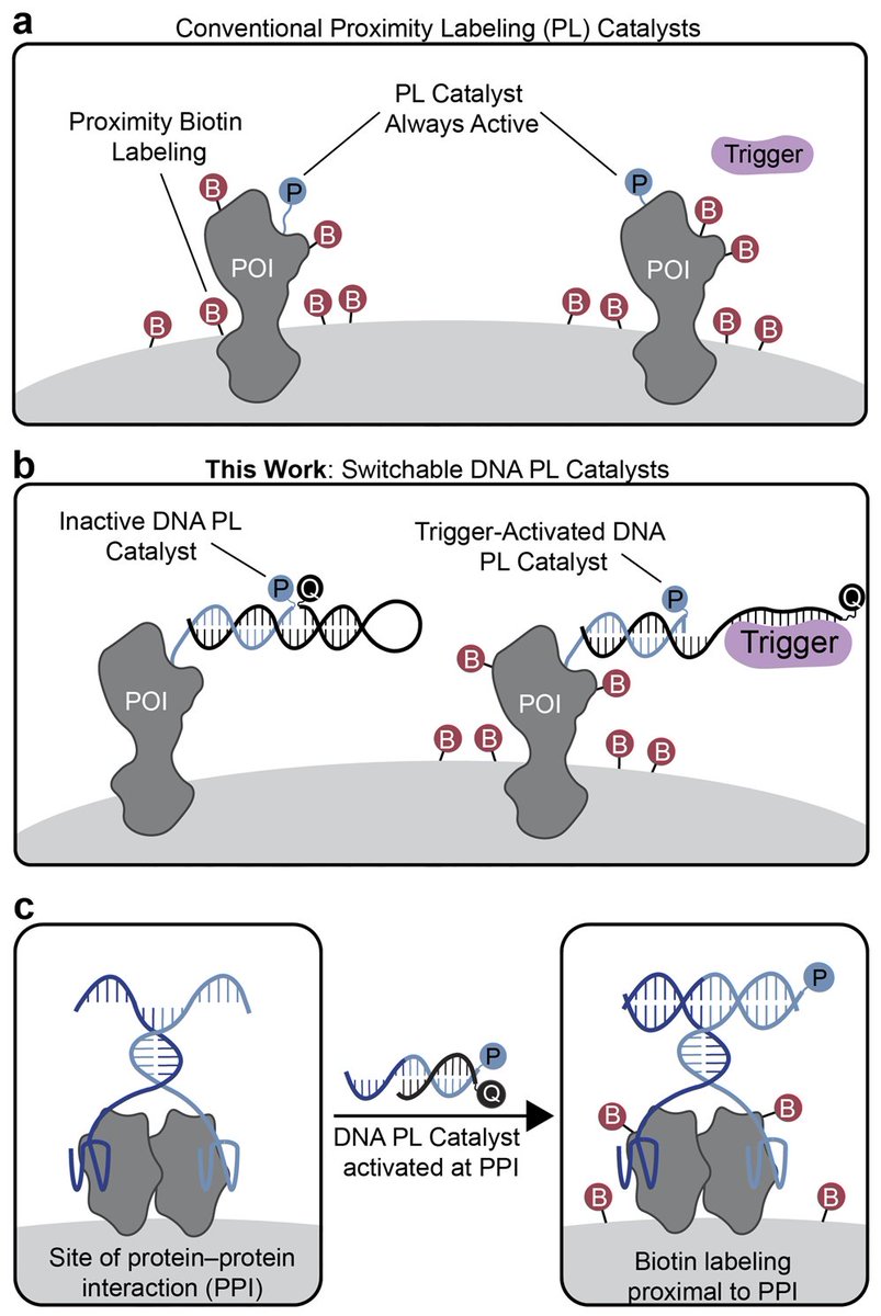 Jeff Martell (@jeffchem) on Twitter photo 1/ Thrilled that Ashley’s paper is out in <a href="/J_A_C_S/">J. Am. Chem. Soc.</a> today! We developed switchable proximity labeling (PL) catalysts that activate in specific cellular locations, such as sites of protein-protein interactions (PPIs). pubs.acs.org/doi/full/10.10… 1/ Thrilled that Ashley’s paper is out in <a href="/J_A_C_S/">J. Am. Chem. Soc.</a> today! We developed switchable proximity labeling (PL) catalysts that activate in specific cellular locations, such as sites of protein-protein interactions (PPIs). pubs.acs.org/doi/full/10.10…