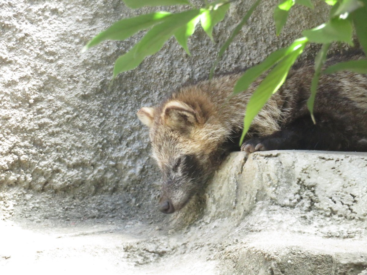 sagyouatama's tweet photo. 日陰すやすやタヌキ
#タヌキ #ホンドタヌキ #天王寺動物園 https://t.co/o19RdGJfkq