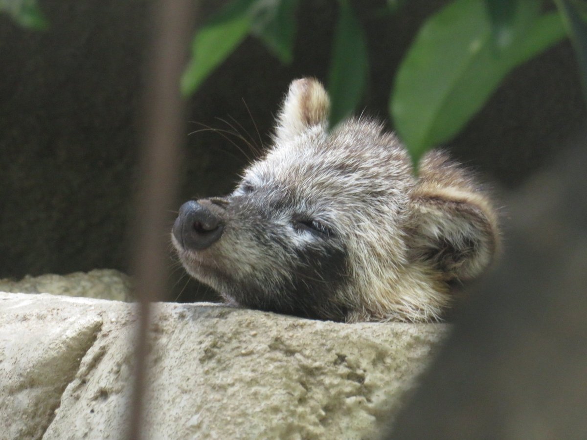 sagyouatama's tweet photo. 日陰すやすやタヌキ
#タヌキ #ホンドタヌキ #天王寺動物園 https://t.co/o19RdGJfkq