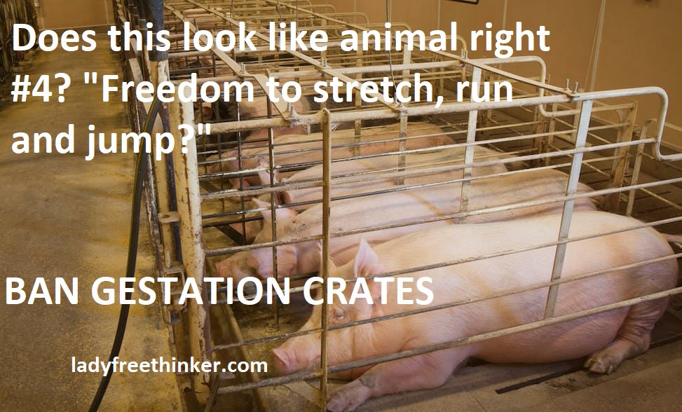 A complete violation of Animal right 4 that sows (female pigs) face. forbes.com/sites/ericaten… #ontag #cdnag #ontarioagriculture #ontariopork #pigfarming #ontarioporkproducers #foodlandontario
