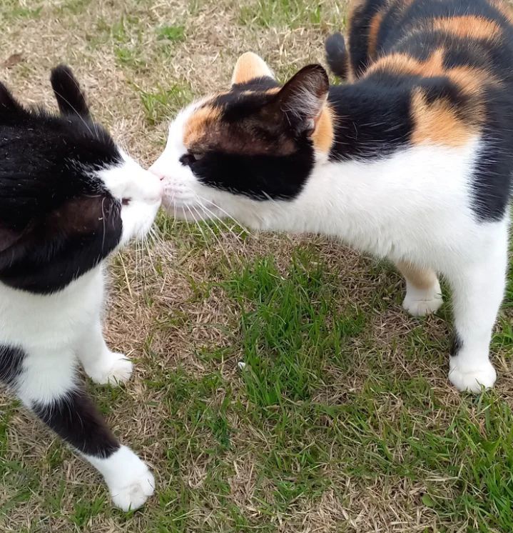 Tw de apreciación a mis bebés😻
#Annabelle 
#Lilith