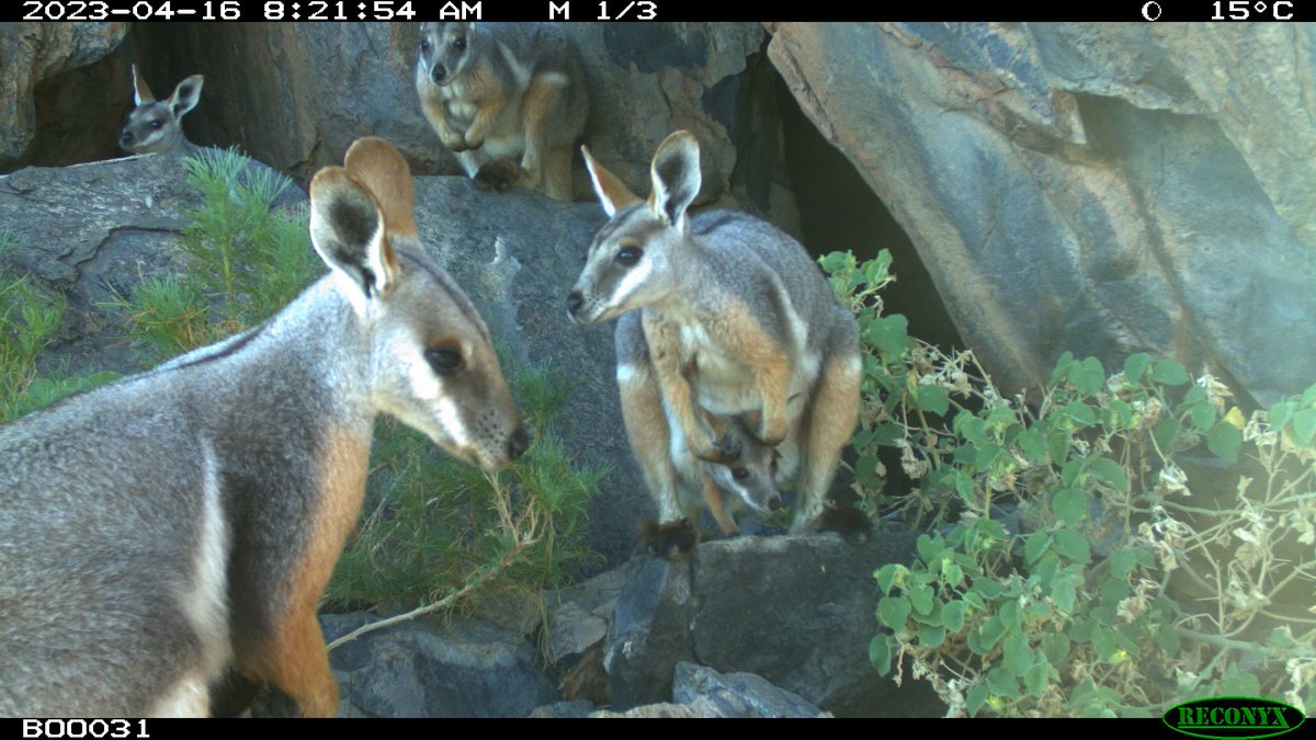 Bush Heritage tweet media