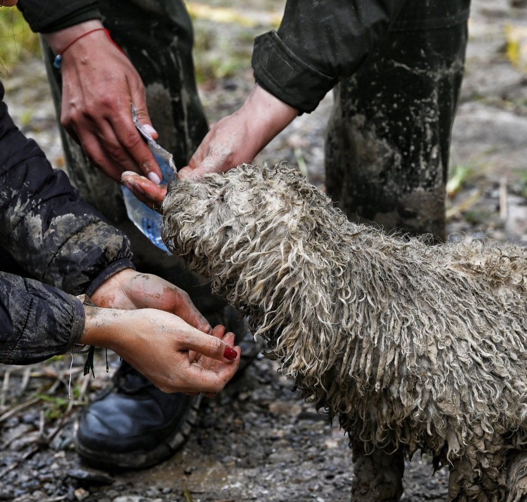 AnimalHumana89's tweet photo. A este perrito lo encontraron con vida, enlodado y atemorizado en la avalancha de Quetame, Cundinamarca. 

Ningún gobierno debe olvidar a los animales que también son víctimas de los desastres naturales.

@MONYRODRIGUEZOF @fdlanimal @NoticieroAnimal https://t.co/1ND88rcWbo