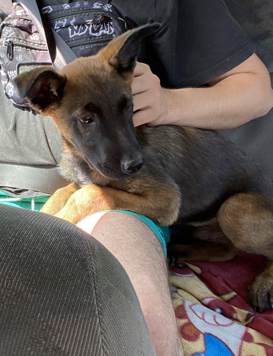 Je vous présente ma nouvelle petite boule de poils