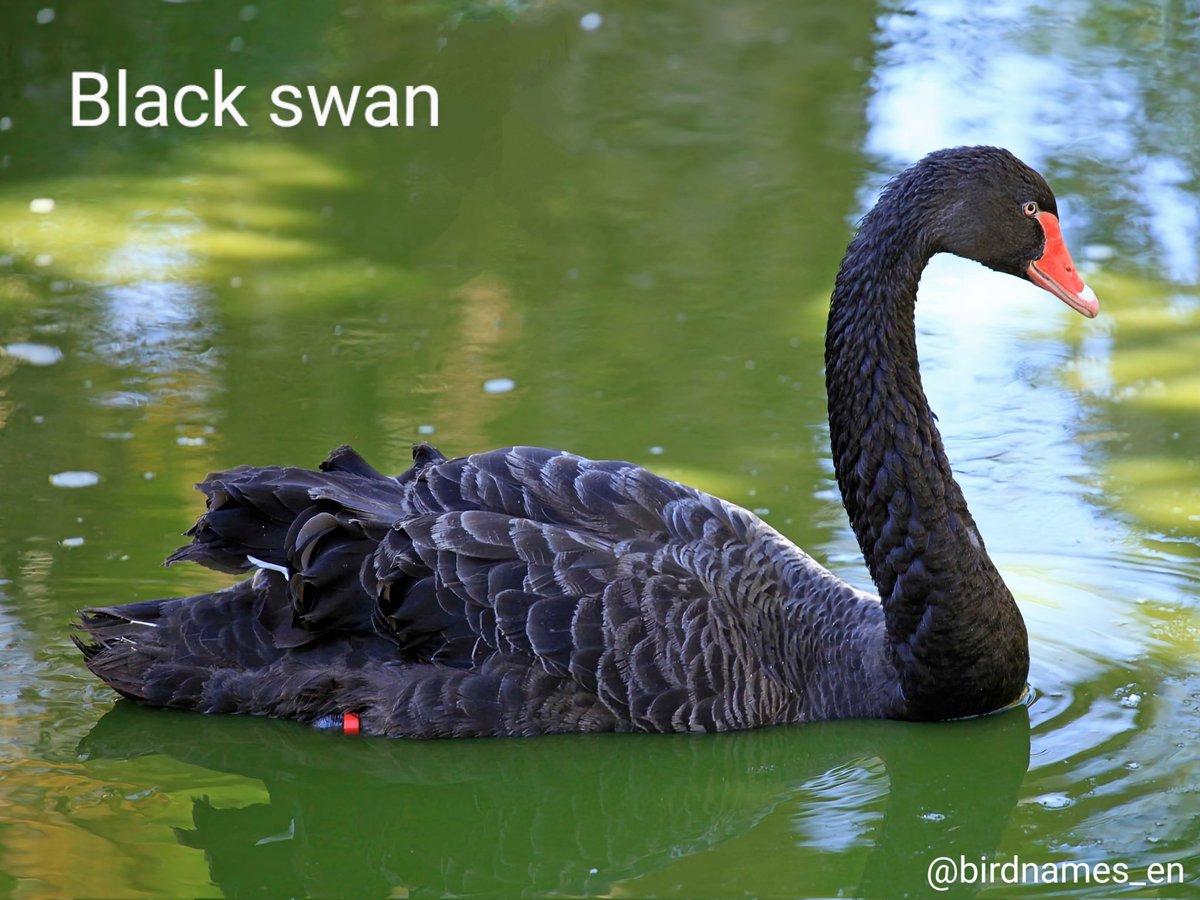 Black swan 🌏 #Australianbirds | #English #birdnames #birds🦜