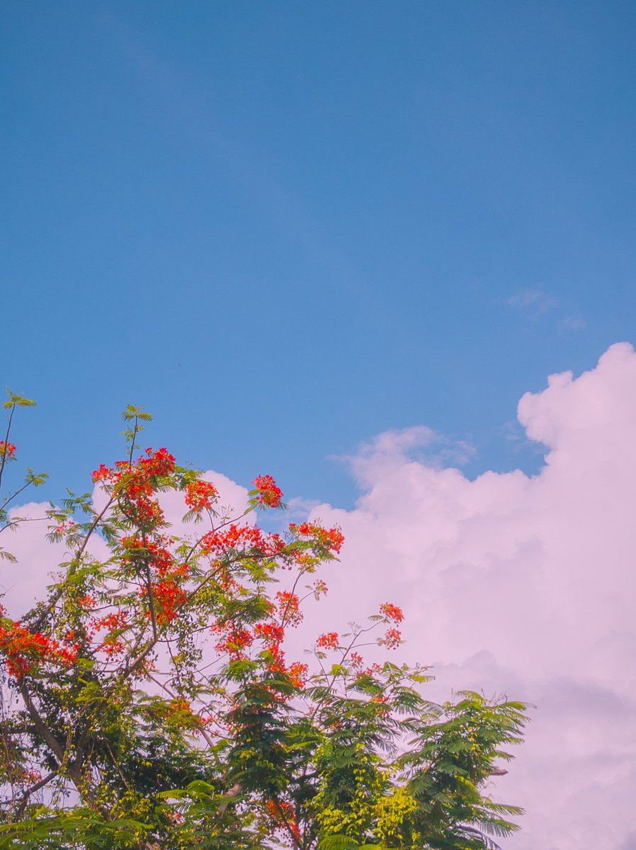 iamsreejithsn's tweet photo. Blue sky 🌻 https://t.co/iyjrKLiyM0