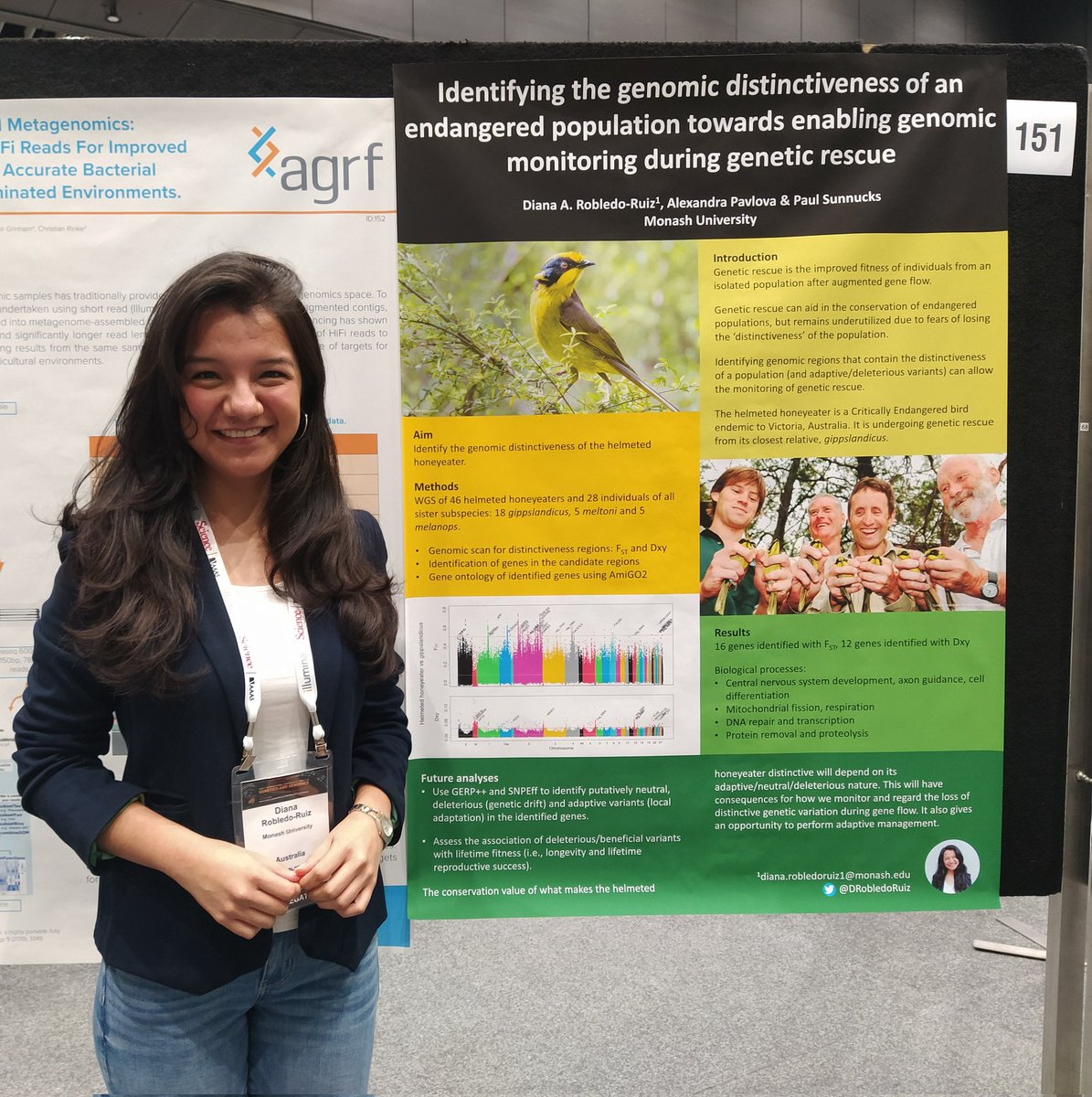 Looking forward to seeing you tomorrow at poster 151 at #ICG2023! Come talk about the #GeneticRescue of the gorgeous Helmeted Honeyeater 🌏 @SashaPavlova123 #ConservationGenomics