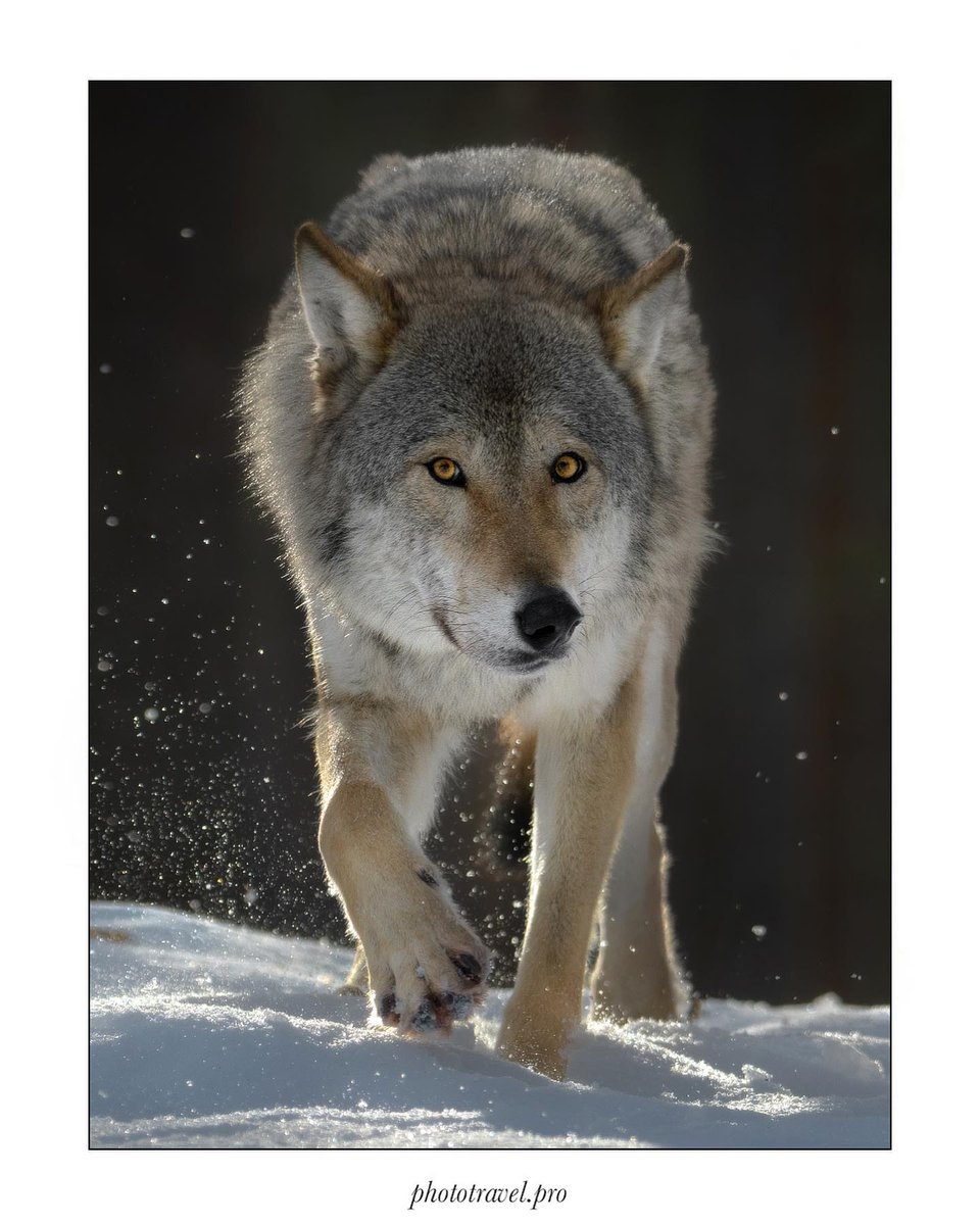 wolfempiree's tweet photo. So beautiful wolf 

Follow me @wolfempiree https://t.co/cWRjHT1Bkq