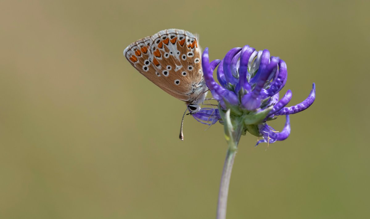 A beautiful Brown Argus enjoying the flavour of Round-headed Rampion. The pride of Sussex. @SussexWildlife @savebutterflies @BCSussex @sdnpa