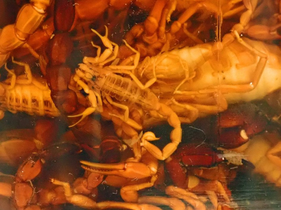 Dublin's Dead Zoo (@dublindeadzoo) on Twitter photo During the Decant of the Dead Zoo we discovered specimens that had loads of information associated with them. We also discovered specimens that didn't... #unnamed #Scorpions #DeadZooDiary #naturalhistory #BehindTheScenes <a href="/NMIreland/">National Museum of Ireland</a> During the Decant of the Dead Zoo we discovered specimens that had loads of information associated with them. We also discovered specimens that didn't... #unnamed #Scorpions #DeadZooDiary #naturalhistory #BehindTheScenes <a href="/NMIreland/">National Museum of Ireland</a>