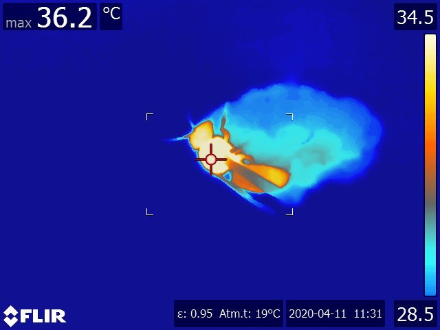 We have a new paper: why do hornets build their nest with cells facing down? We used live queens, dummy queens and thermal imaging to test our hypothesis.
sciencedirect.com/science/articl…
#hornets #wasp #thermalbiology
