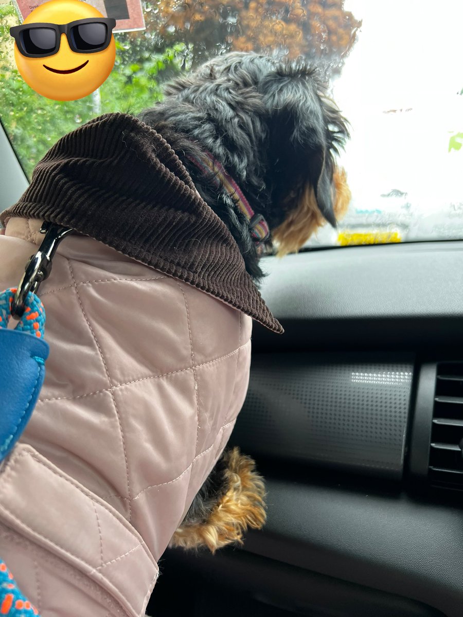 IsabellaDaxie's tweet photo. Step on it Daddy weโve gotta get to Pet Smart before they close !!!! ๐
#Shops #treats #footdown https://t.co/Am8HKynv1M