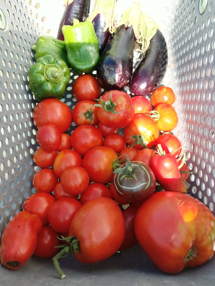 oiseaudejour's tweet photo. De retour du jardin, aujourd'hui poivrons, aubergines, tomates,😊😊
#TeamJardin  #mygarden  #MonPotager https://t.co/CvPao3iyZS