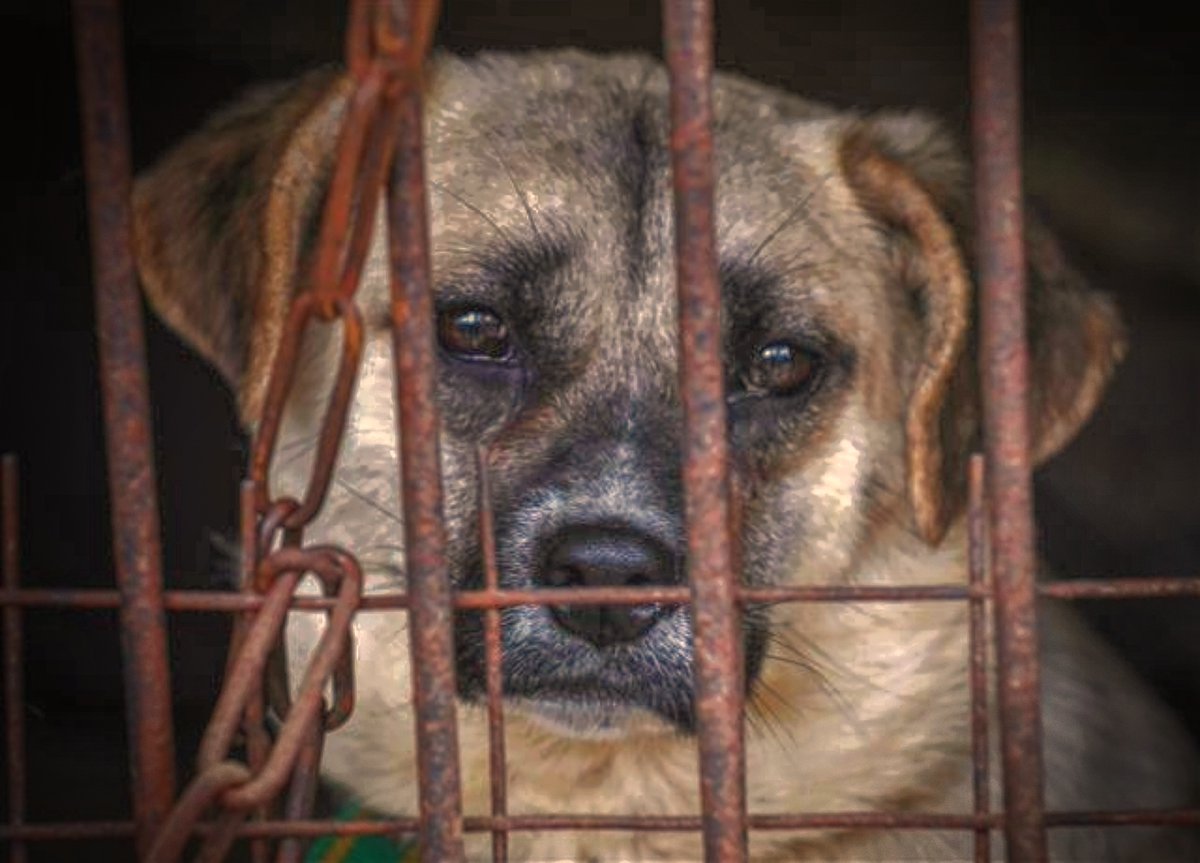 SosAbuelos1's tweet photo. •SI TE DEJO ENTRAR
    A MI CORAZÓN,
        POR FAVOR
 NO ROMPAS NADA.• 🐾❤️

#AdoptaConResponsabilidad https://t.co/h4hc2wt3jy