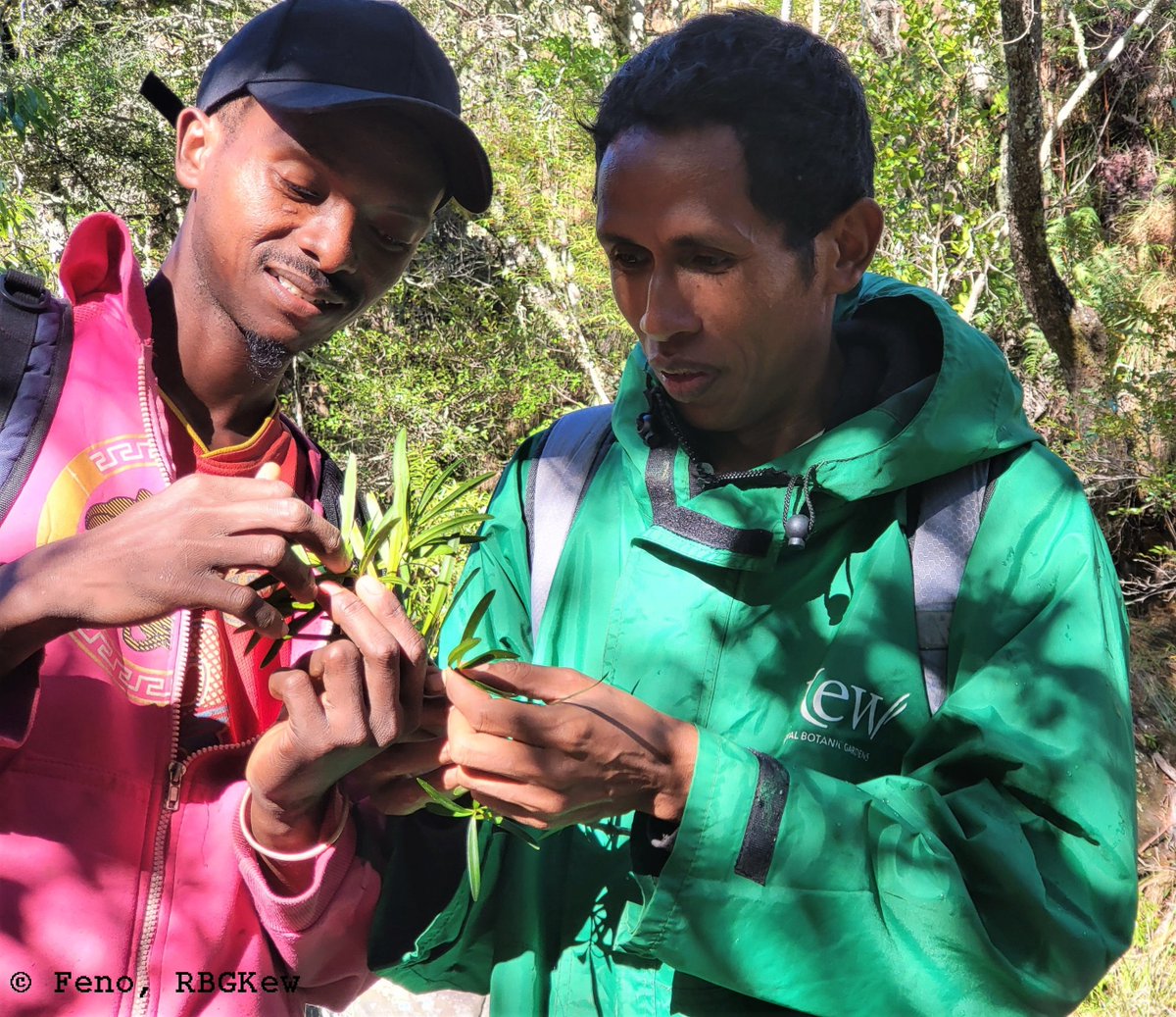 Podocarpus capuronii (Hetatra) #Podocarpaceae, endangered and endemic to #Madagascar, among the EDGE species and AZE species target, probably restricted to #ItremoPA #Amoronimania_Region.  Few communities know the presence of species <a href="/EDGEofExistence/">EDGE of Existence</a> #EDGEFellowship2023