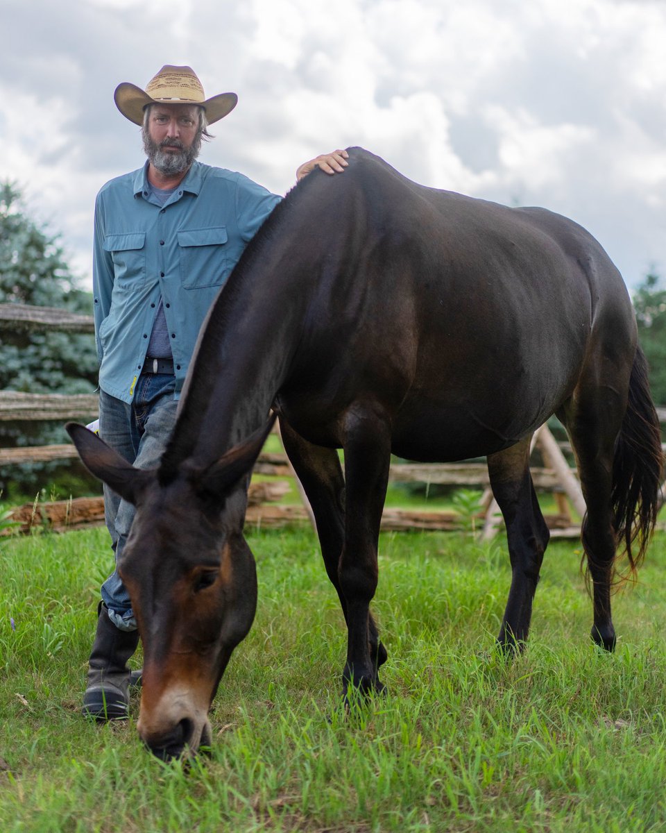 tomgreenlive's tweet photo. Every day there is a moment where I smile to myself as I remember that this is my life now.  What a huge transition it has been leaving Los Angeles and moving back to the country.  This is Fanny the mule who I recently adopted here at the new homestead.  A lifelong commitment doesn’t seem like a burden when every day is so much fun.  #country #life #outdoors #mule #donkey #horse