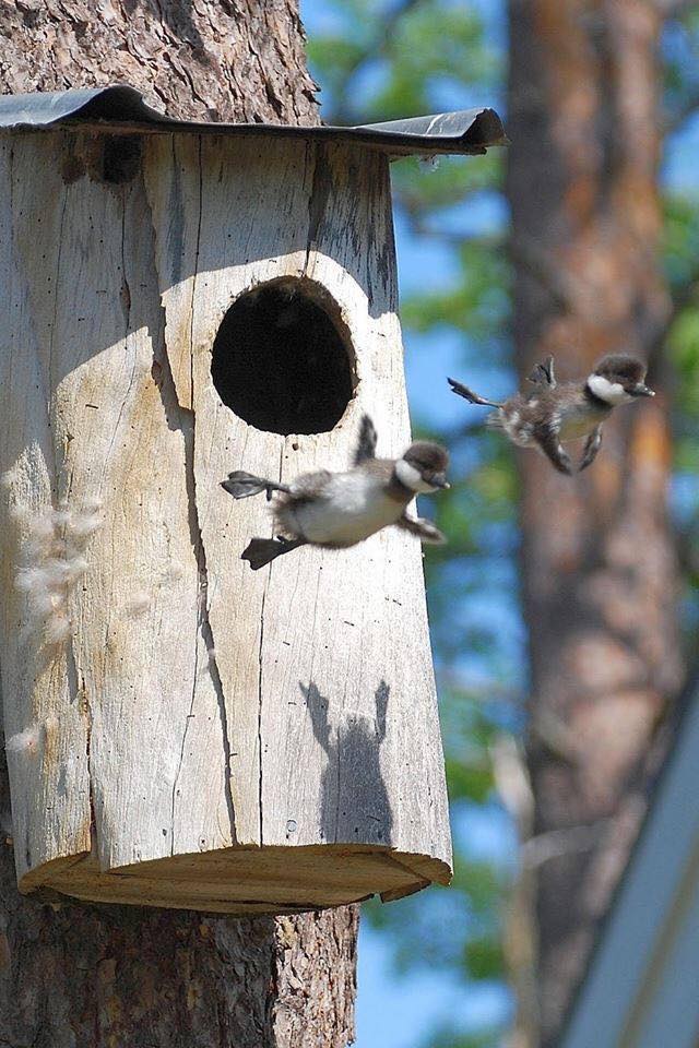 🦆 #birds #birdsofinstagram #birdstagram #wildlife #wildlifephotography #wednesdayvibes #wednesdaymood #birdwatching #birdlovers #ducksofinstagram #ducks #babybird #babybirds #naturelovers #naturephotography #naturephoto