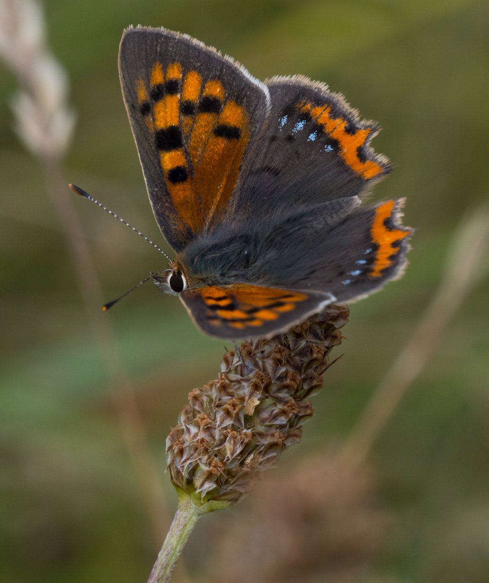 Just realised that this particular Small Copper has blue spots, a fairly rare abberation! (ab. caeruleopunctata) How beautiful! 

@savebutterflies #BigButterflyCount