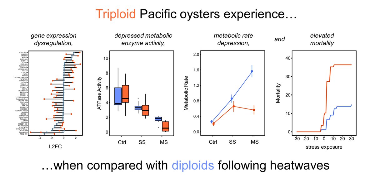Triploidy is used in aquaculture to improve production, but does it impact heat tolerance? Our new paper out in <a href="/GlobalChangeBio/">Global Change Biology</a> suggests that it does in oysters exposed to #HeatWaves! Check it out here: tinyurl.com/triploidmortal….

<a href="/genefish/">genefish</a> <a href="/NOAAFish_NWFSC/">NOAA Fisheries NWFSC</a> <a href="/UW_SAFS/">UW SAFS</a> <a href="/UWEnvironment/">UW College of the Environment</a>