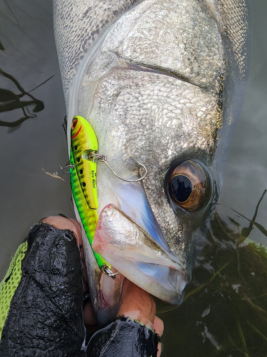 oohirarin's tweet photo. 今シーズンはIP18のフィーリングがいいね👍️
#シーバス
#デイゲーム
#SEABASS
#COREMAN
#コアマン
#コアマンの夏
#コアマンの夏2023
#IP18
#アイアンプレート
#バリバス
#VARIVAS
#アバニシーバスPE
#シーバスショックリーダー https://t.co/8zzhE2UbpR
