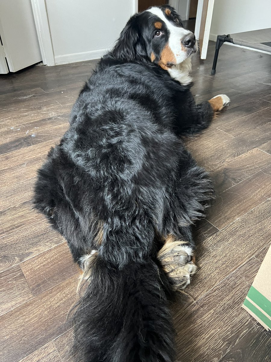AwkwardPanda25's tweet photo. a sploot compilation https://t.co/5bdV3nRNzf