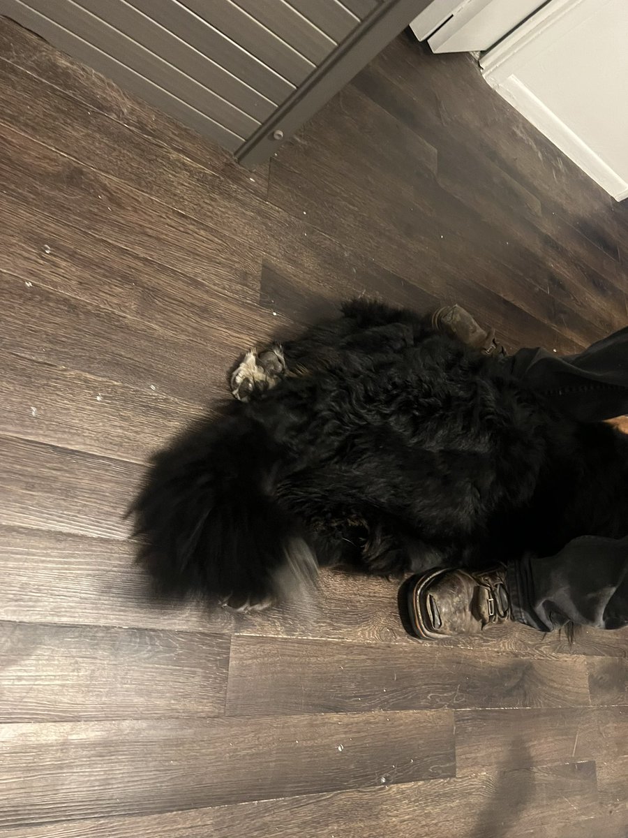 AwkwardPanda25's tweet photo. a sploot compilation https://t.co/5bdV3nRNzf