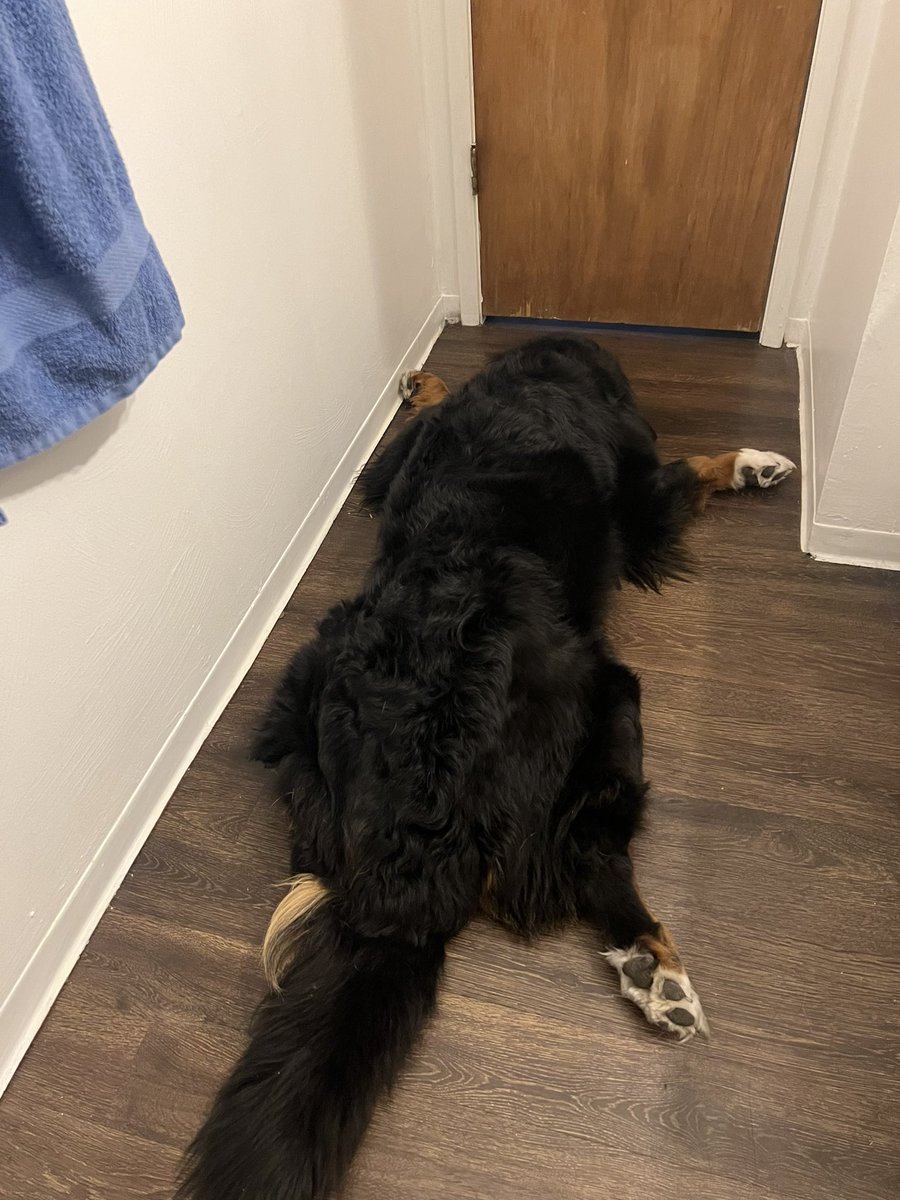 AwkwardPanda25's tweet photo. a sploot compilation https://t.co/5bdV3nRNzf