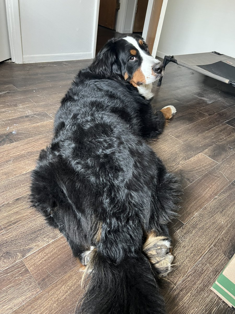 AwkwardPanda25's tweet photo. a sploot compilation https://t.co/5bdV3nRNzf