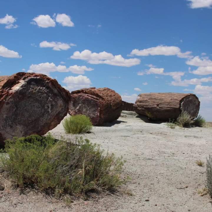 Crystal Forest Trail. #findyourpark #petrifiedforest #NationalPark #petrifiedwood #crystalforest #crystalforesttrail