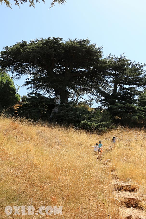 onefineart's tweet photo. And we follow the kids.. taking the stairs behind them...
https://t.co/BQIWMwsypk
#takingstairs #follow #kids #lebanon #cedars #maaser #barouk https://t.co/5664O9eSYX