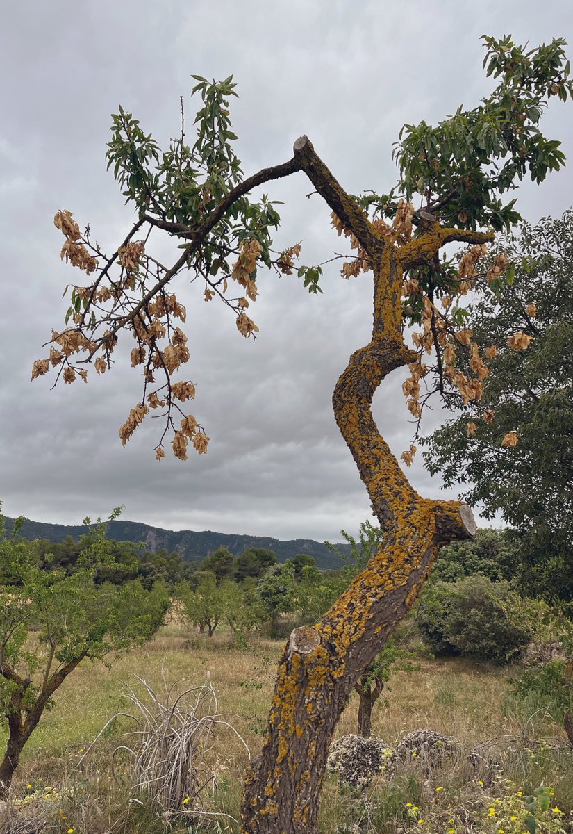 PardoMestre's tweet photo. #BonDia #Lleida Vas decidida a fer llenya d l’ametller mentres t’hi acostes les fulles q verdejen et criden q ha brostat, t’atures, el mires i penses q l’aplaudiment es ben guanyat…;) (relats Cbf) #resistencies #sequera #ecosistemes 🟩🟨🟩 https://t.co/vTBpiXo6wz