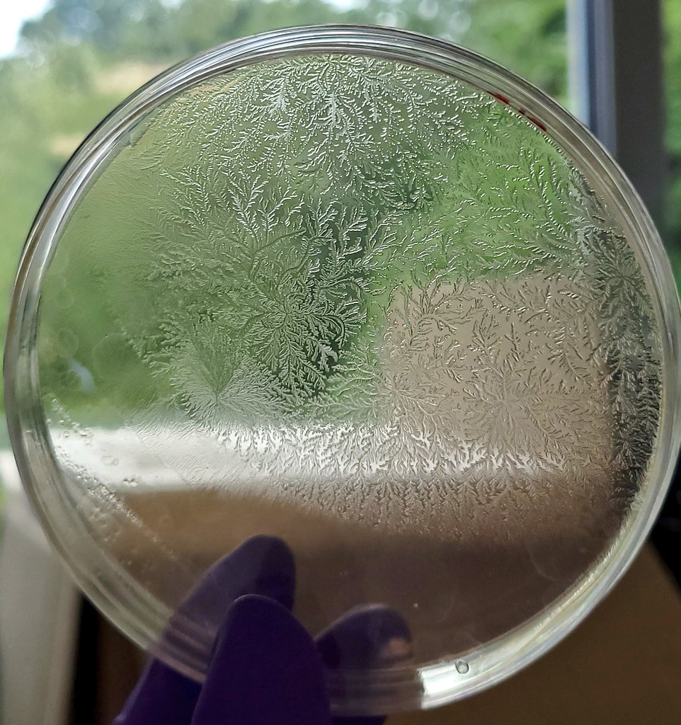 Alejandra211909's tweet image. After a rather unexpected 6-week break, I came back to the lab today to find this beautifully overgrown isolate in one of the agar plates that remained on my bench. One isolate out of the thousands of our culture collection at @FutureOak_. Such a pretty growth pattern!! 😍🧫🦠🌳