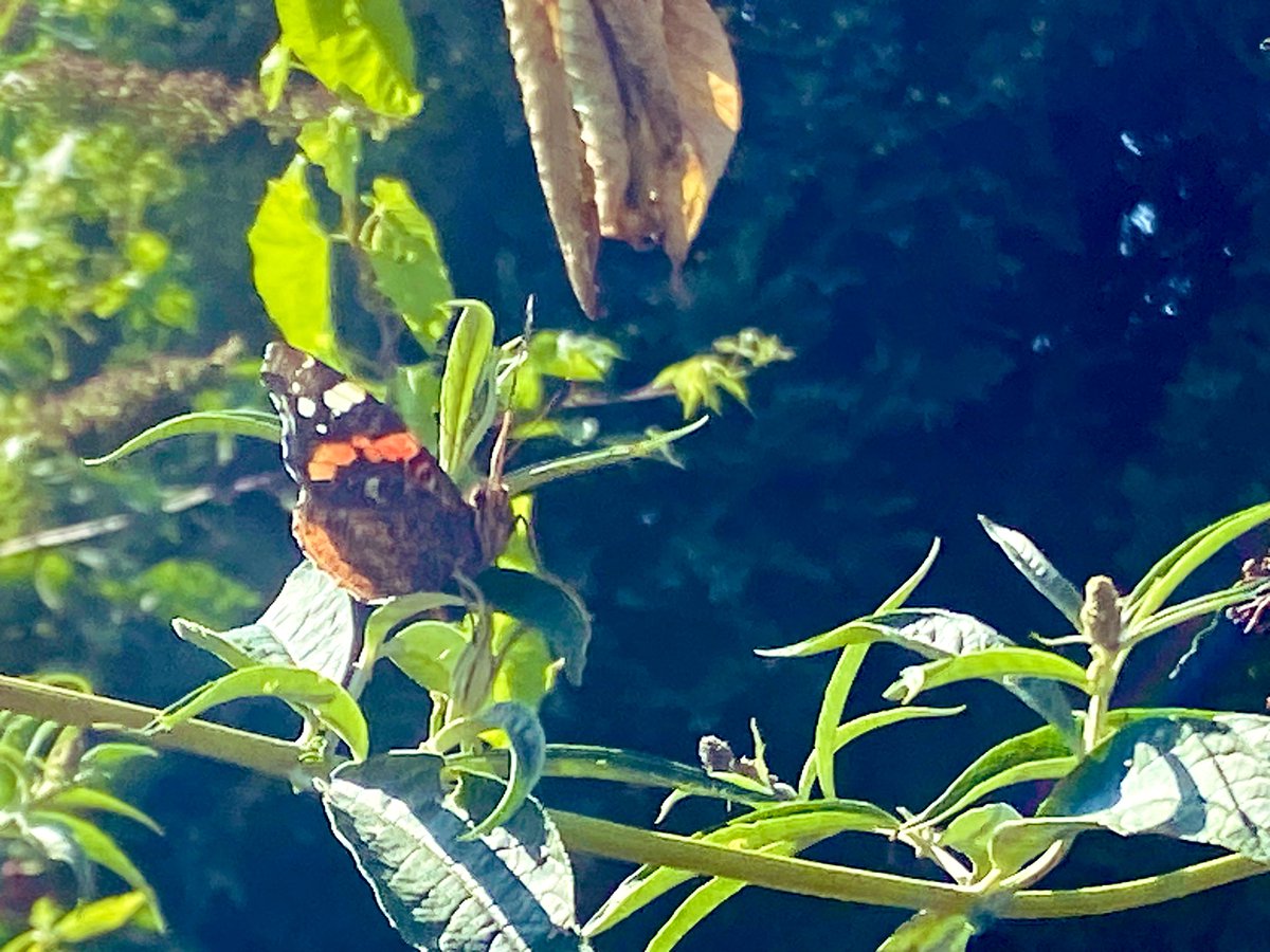 SaSaLaSharif's tweet image. Glück it’s wie ein Schmetterling 🦋

Will man es einfangen, so entwischt es einem immer wieder. Doch wenn du geduldig abwartest, lässt es sich vielleicht von selbst auf Deiner Hand nieder.

- Nathaniel Hawthorne 

#SaveInsects 🐞
#ButterflyEffect 🌬️🦋🌪️
#GutenMorgen ☀️💋💋