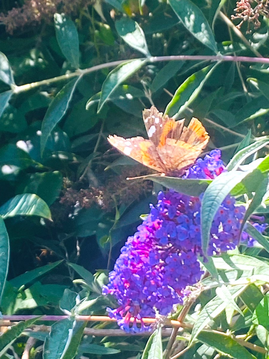 SaSaLaSharif's tweet image. #FlügelSchlag 🦋
#AugenBlick 📸 

#SaveInsects 🐞 #SaveUS 💚 #InsectsMatter 🐝