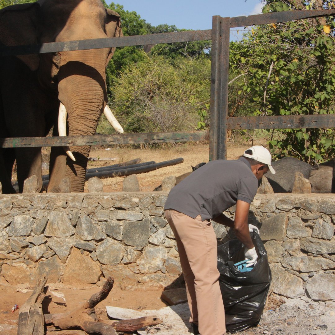 Resplendent Ceylon tweet media