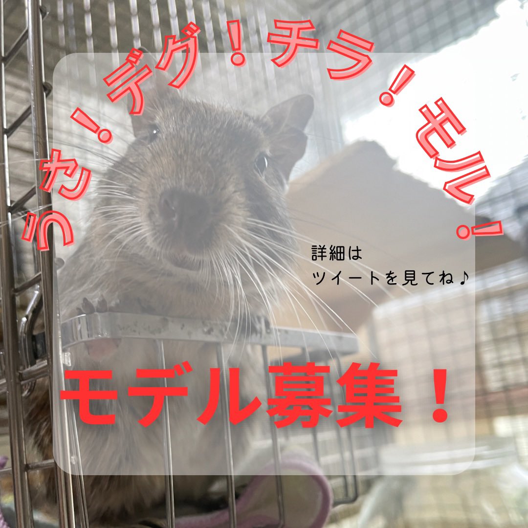 ちぇるフェス@2026,10,24 in Tokyo tweet media