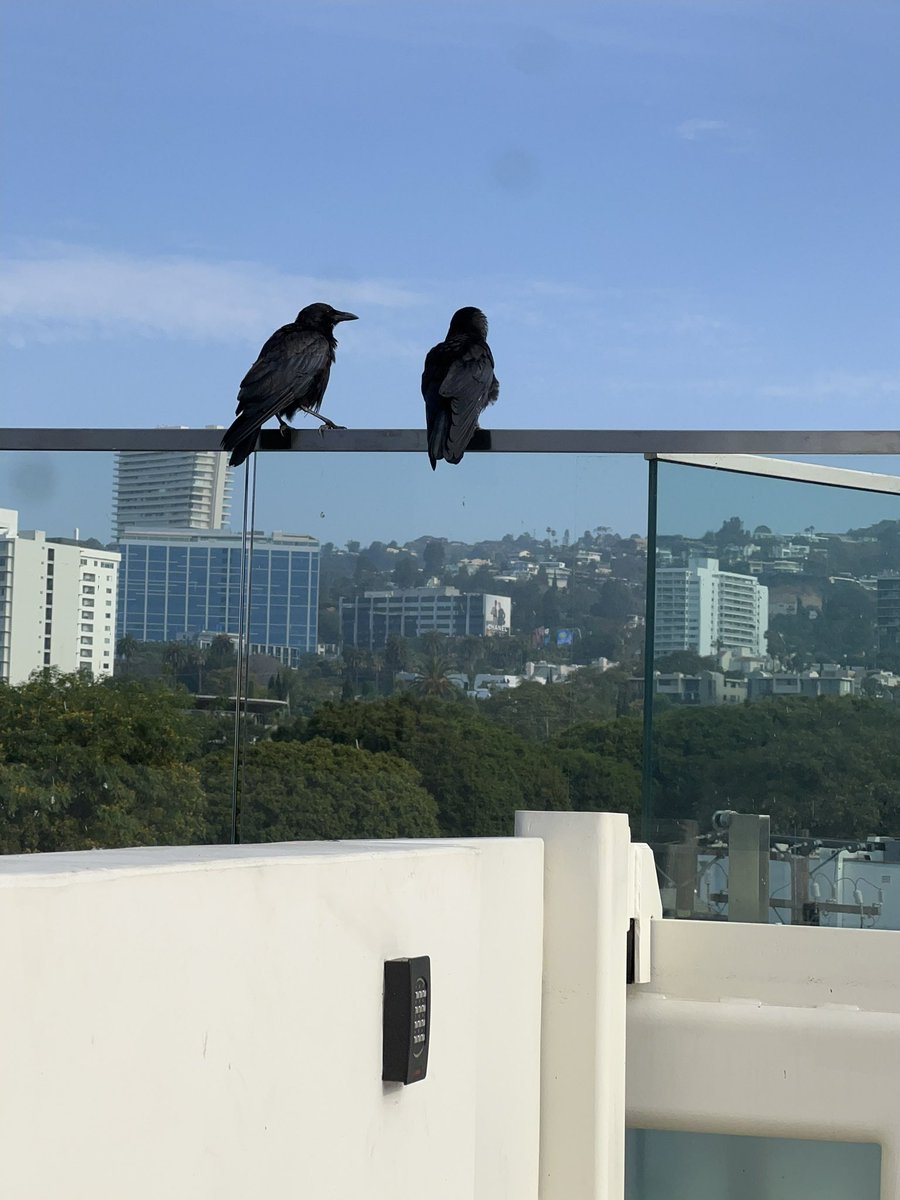 fashionizta's tweet image. Crow1: "Caw-caw! Look at those humans, living the glam life in WeHo!"
Crow2: "Caw-caw! Haha, they're all feathers and no wings! 😂🌟 #CrowHumor #BirdsEyeView