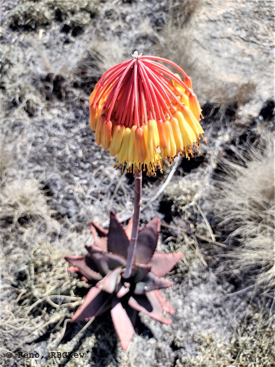 Aloe capitata, #Asparagales, #Asphodelaceae, an endemic species of #Madagascar observed inside the #ItremoPA #Amoronimania_Region #Madagascar @TeamKMCC
