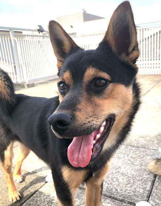 栃木県里親募集動物情報 on Twitter "【里親募集】「mix♂「ファルファッレくん」」東京都 大田区 犬の里親募集