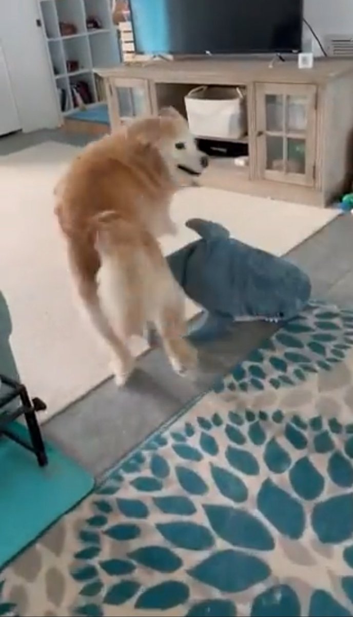 ibrakeforblahaj's tweet photo. @TheGoldenRatio4 jump the shork Veeenk 💛🦈 https://t.co/XiGrD34j0Y