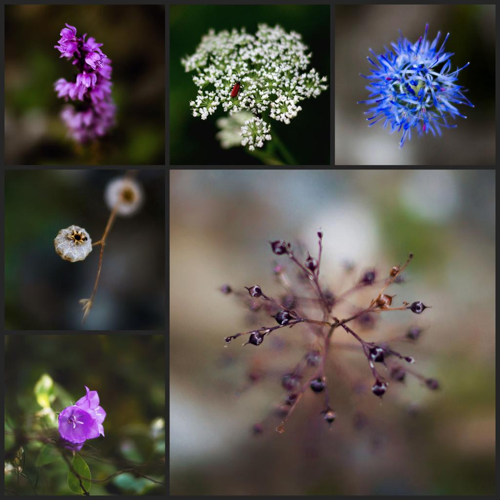 xontrikaiasximi's tweet photo. Pindus flowers
#pindus #pindusnationalpark #valiacalda #NaturePhotography #nature #naturelovers #nikon #nikond3100 #nikonphotography #epirus #ioannina #photography #photographylovers #PhotographyIsArt #Greece #forest #mountain #flowers https://t.co/uVzPEehUUy