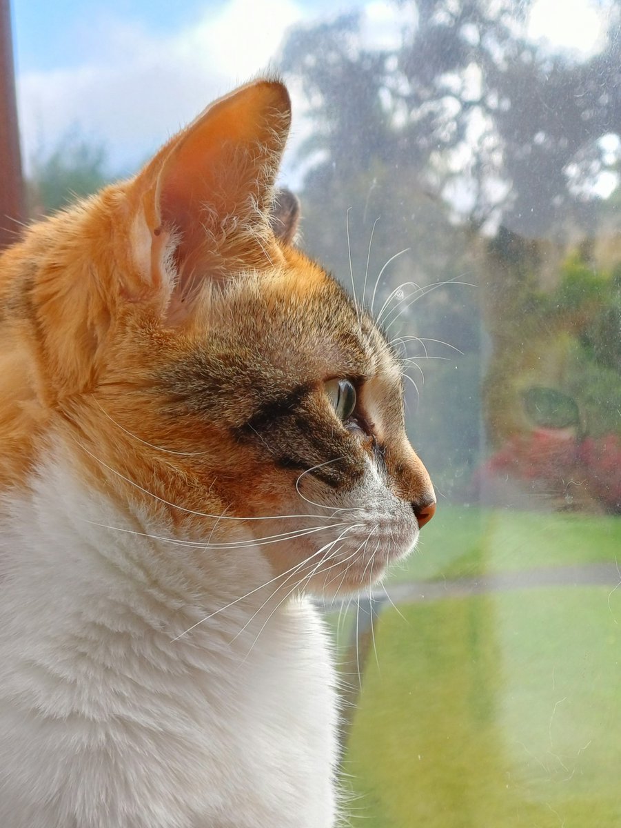kitcatpuzzle's tweet photo. Mirror mirror on the wall πΌ
#whiskerswednesday #catreflection #wontlookwednesday #pawtrait #catsofinstagram
https://t.co/RhCrls9Ucf https://t.co/6y0OgvmlYi