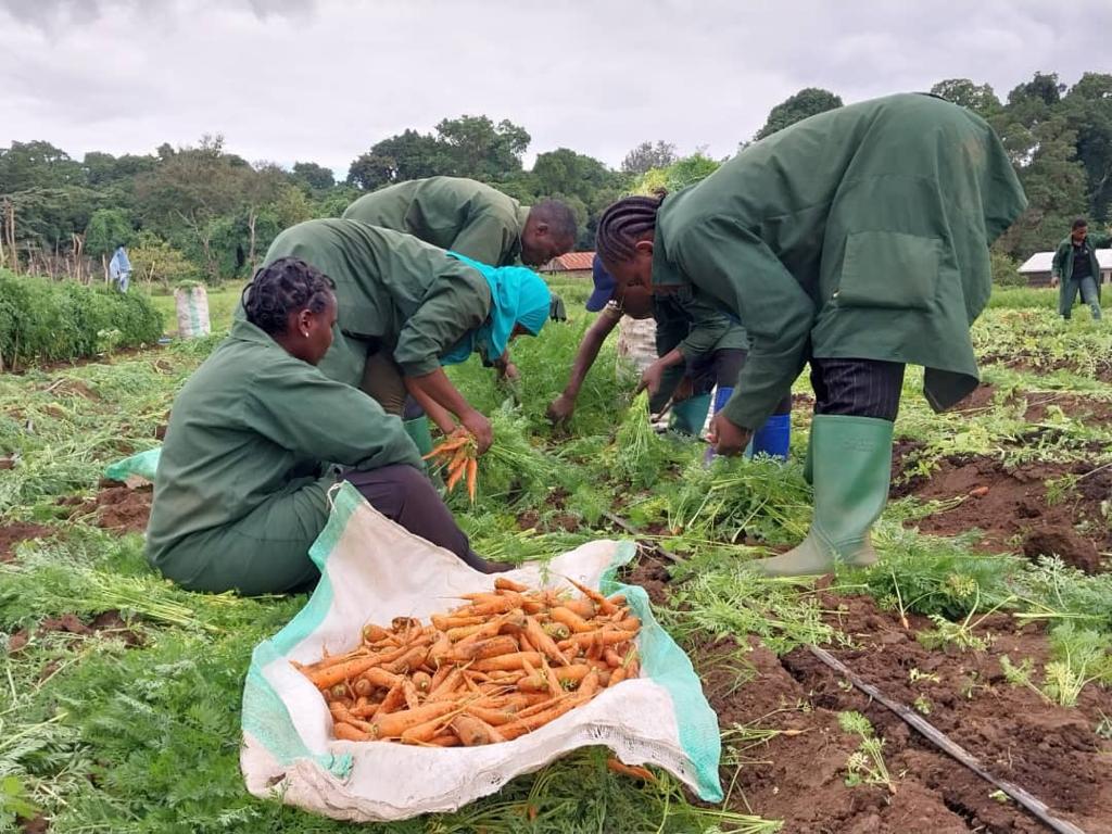 TAHA kwa kushirikiana na kituo Cha hort Tengeru. Imewezesha vijana kujifunza nakuanzisha Shamba Darasa na mboga mboga. Lengo ni kuwajenga vijana kuwa na ujuzi wa Kilimo biashara na kuzalisha Kwa Tija. Cc @tzagriculture <a href="/taha_tanzania/">TAHATanzania</a> <a href="/HusseinBashe/">Hussein M Bashe</a> <a href="/MkindiJackie/">Jacqueline Mkindi</a> 
#bbt
#agribusines