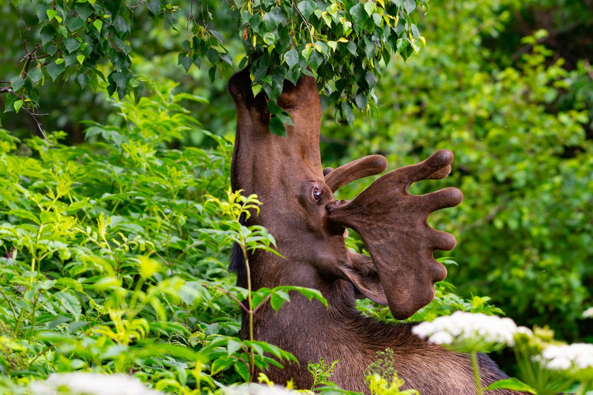 BrandontheBio's tweet photo. Seeing a moose was on my bucket list. It has now been checked off. #IMC13 https://t.co/UkqRBVzTD8